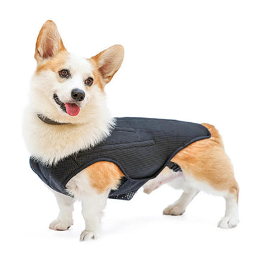 Dog Back Brace Vest – IVDD Recovery Support Harness for Pain Relief