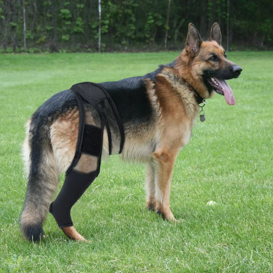 Dog Knee Brace – Rear Leg Support for Joint Pain & Injury